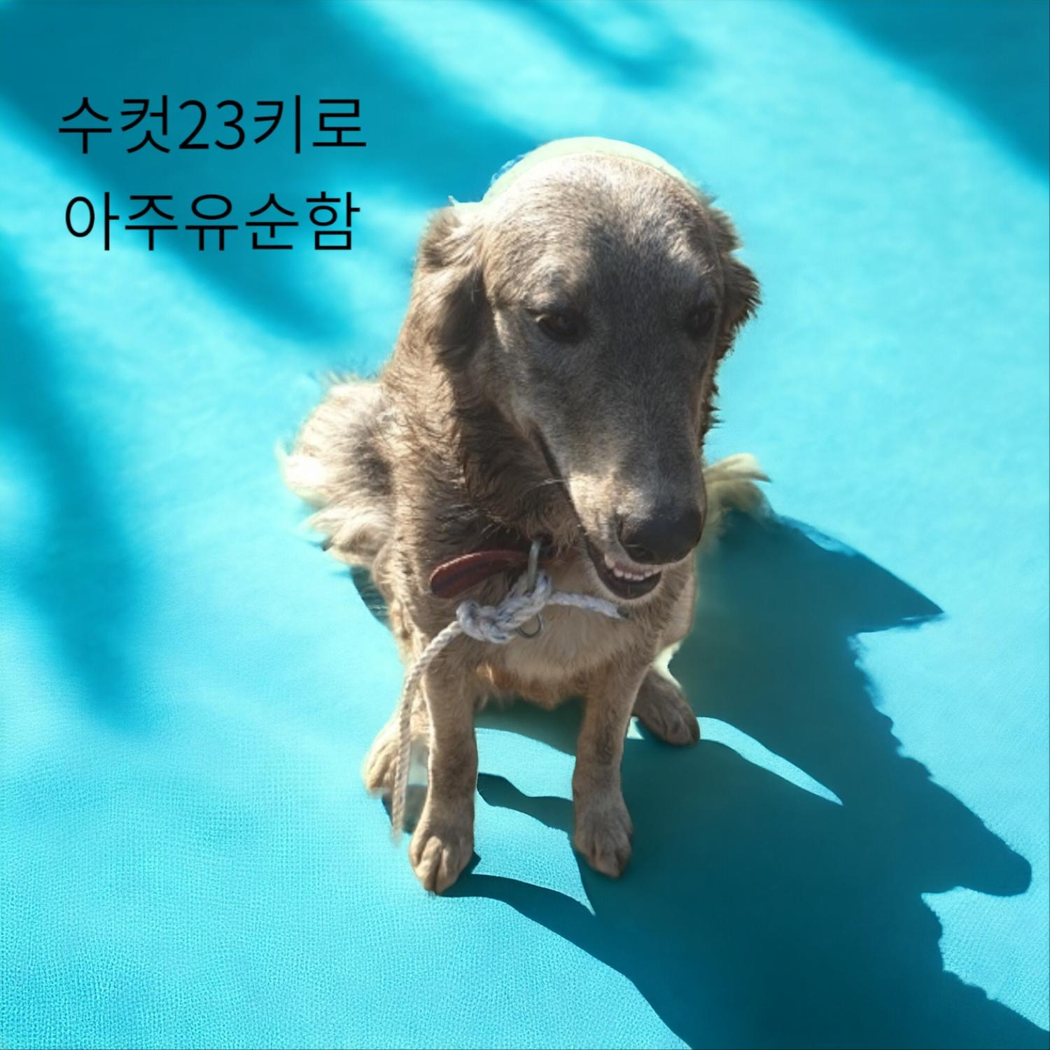 성주유기동물보호센터_447521202300465